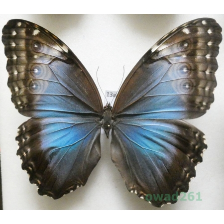 Morpho peleides Kollar, 1850 female Columbia 114mm13a